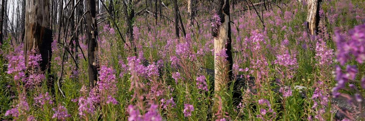 The floor of a regenerating forest is filled with the pink blooms of fireweed which surrounds the trunks of charred trees.