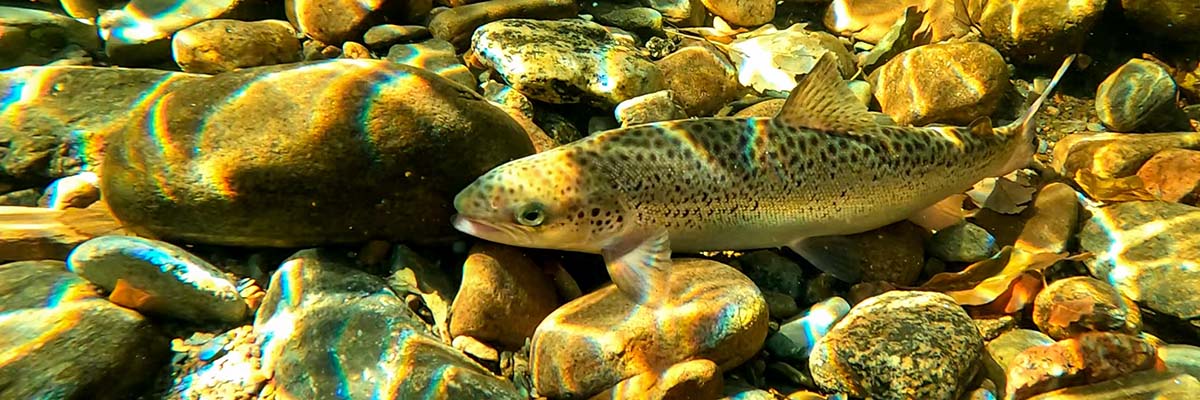 A fish swims in a clear river with a rocky bottom. It has brown spots and appears golden in the sunlight filtered through the water.
