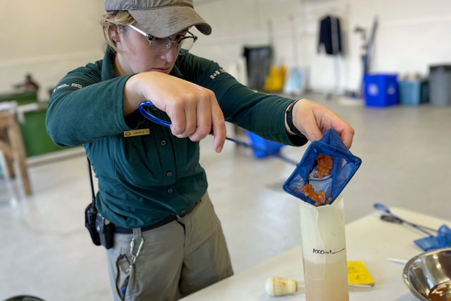 Jillian Duplessie works in a lab using a small net to carefully scoop orange salmon eggs from a metal bowl into a clear measuring tube. 