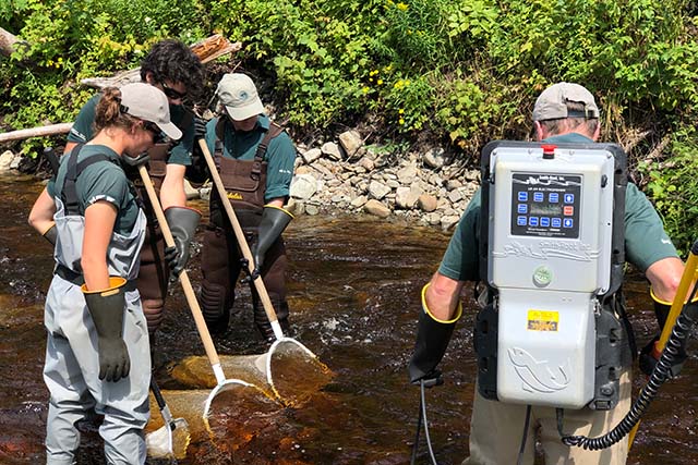 A person in Parks Canada uniform carries backpack electrofishing gear. Three people in chest waders stand in the water with dip nets.