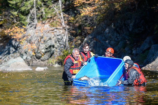 People in helmets and life jackets in a river, tip over a large square container. A salmon leaps from the container into the river.