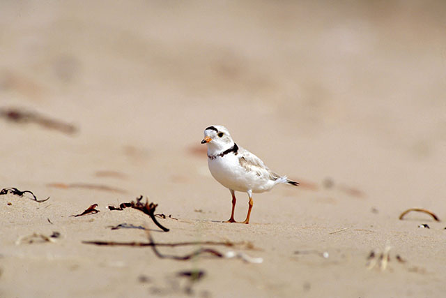 A close-up of a small, sandy grey-brown coloured shore bird, with white underparts and yellowish orange legs, standing on sand.