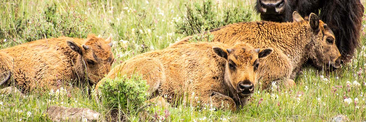 Three bison calves lie in short grasses, as an adult bison with a tagged ear stands protectively over them.