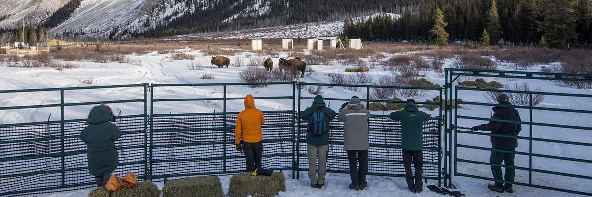 Six people stand by a fence, observing a bison herd in a snowy meadow, against a mountain backdrop. Shipping containers dot the meadow.