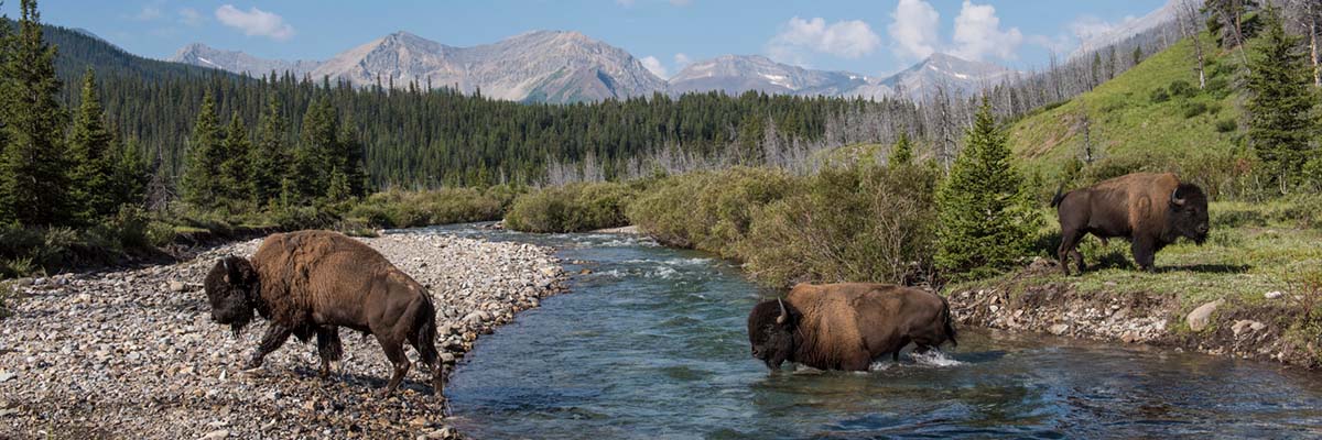 Three bison cross a river from a grassy area to a rocky embankment on the other side. Coniferous forest and mountains are in the background.
