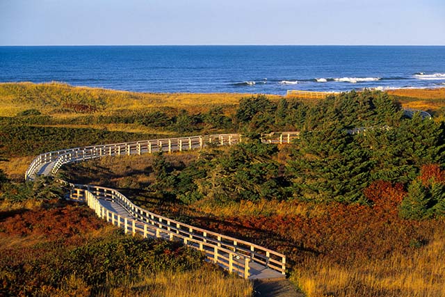 A wooden boardwalk winds through low-lying coastal vegetation towards the ocean, with waves breaking in the distance under a clear sky.