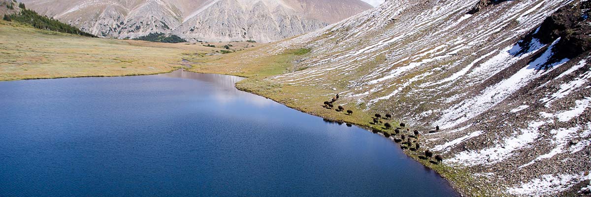 A grassy, snow-patched slope descend to a mountain lake. A herd of bison walks in a line beside the water. Mountains are in the background.