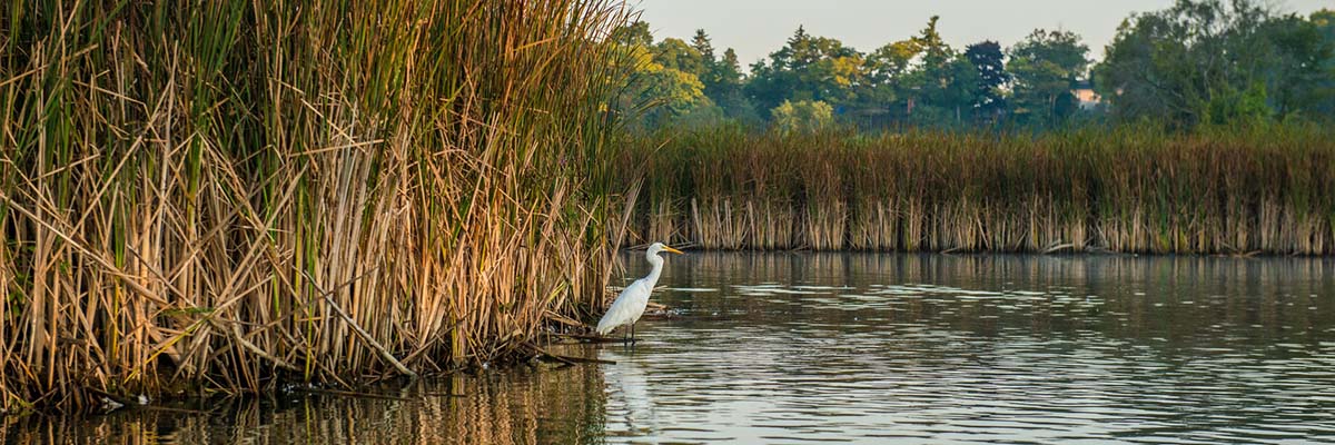 A long-legged wading bird stands in shallow water near tall reeds at the edge of a body of water. In the background is a shoreline of reeds, with trees in the distance.