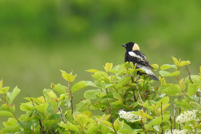 A small black and white songbird with yellow on its nape, perches on a shrub surrounded by greenery.