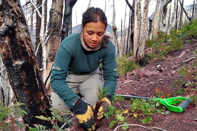 Katryna Barone in uniform and gloves, kneels, planting a seedling in the soil near a charred tree trunk. A shovel lies on the ground nearby.