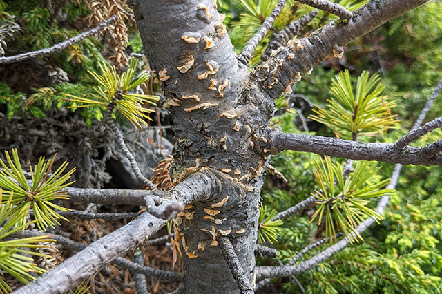 A tree trunk of rough, grey bark is covered in a multitude of clumps of white-orange fungus.