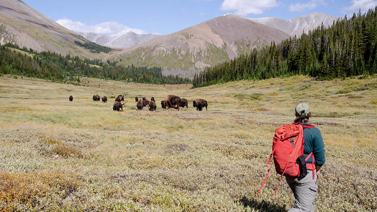 A person in uniform with a backpack, walks through a grassy mountain meadow. They face a herd of bison in the distance.