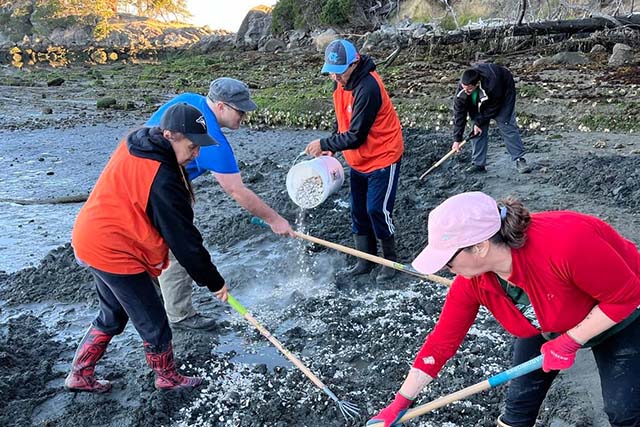 Five people in boots on a muddy beach at low tide. Four people work raking as one dumps small rocks from a bucket.