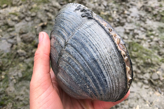 A hand holds a very large, dark grey clam, nearly the size of the palm.