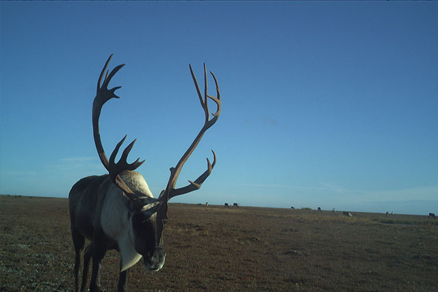 A wildlife camera image captures a caribou with large antlers standing in a wide-open, grassy area with a blue sky in the background.