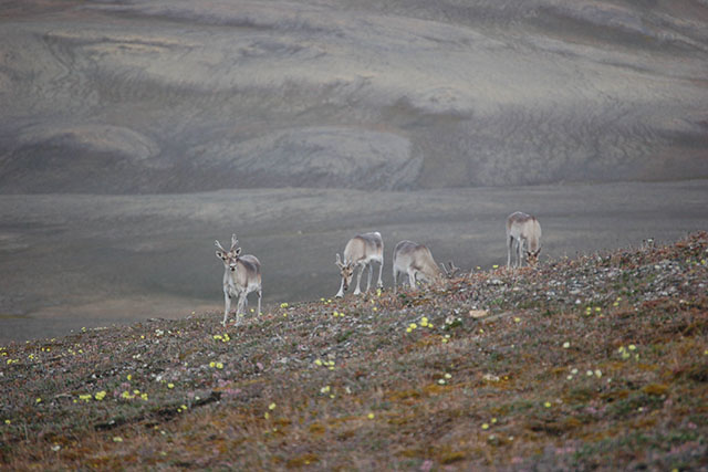 A small group of four caribou graze on a grassy hillside, dotted with small yellow flowers. The background is barren and rocky.