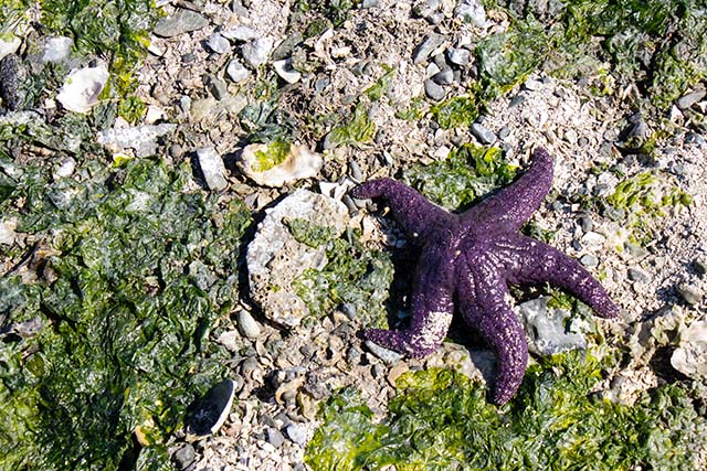 A purple sea star rests on rocks and seaweed.