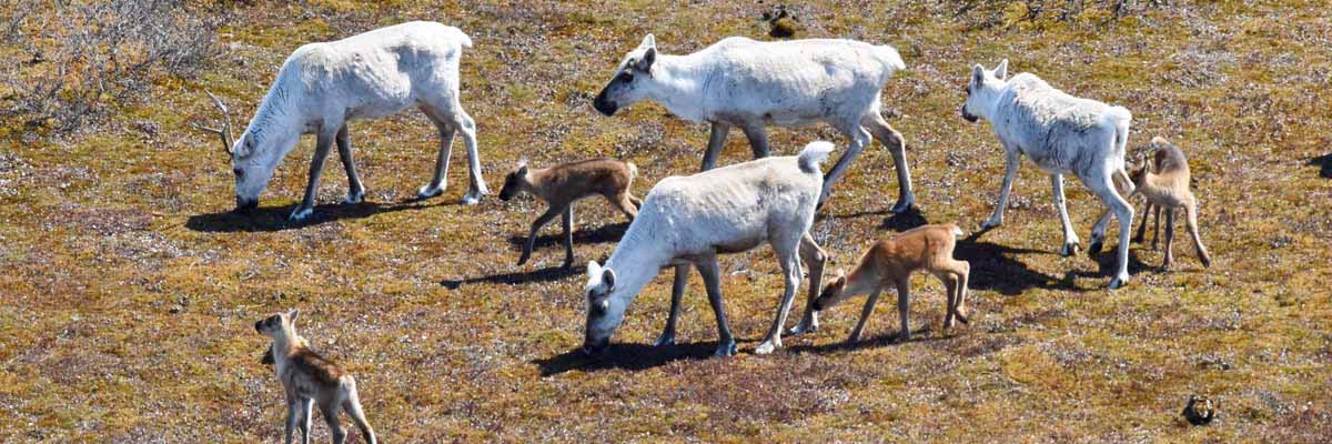 Four adult caribou graze their way across a grassy tundra landscape as four calves follow closely along.