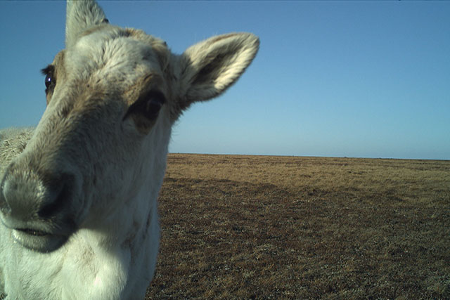 A wildlife camera image captures a caribou with a curious expression looking into the camera. The background is vast tundra and blue sky.