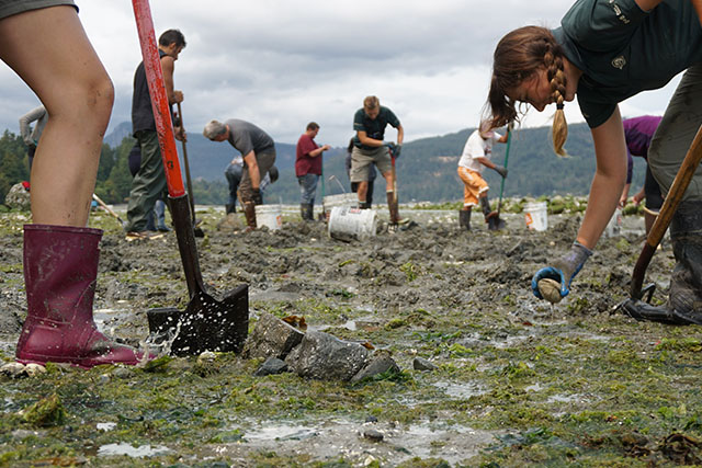 A dozen people in boots and gloves use shovels and buckets to work moving rocks in the seaweed of an intertidal zone at low tide.