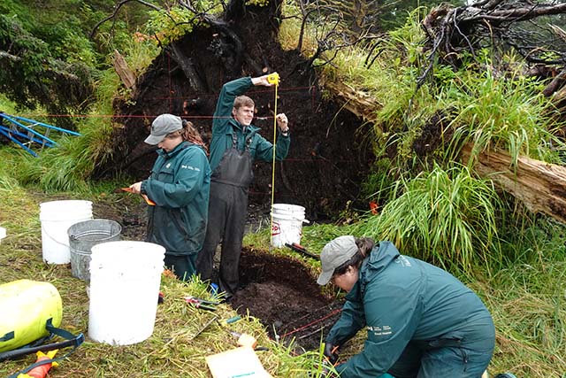 Under an uprooted tree, Ian Sellers, Jenny Cohen, and Katie Dierks grid the site, take notes, and clip roots, with buckets at the ready.
