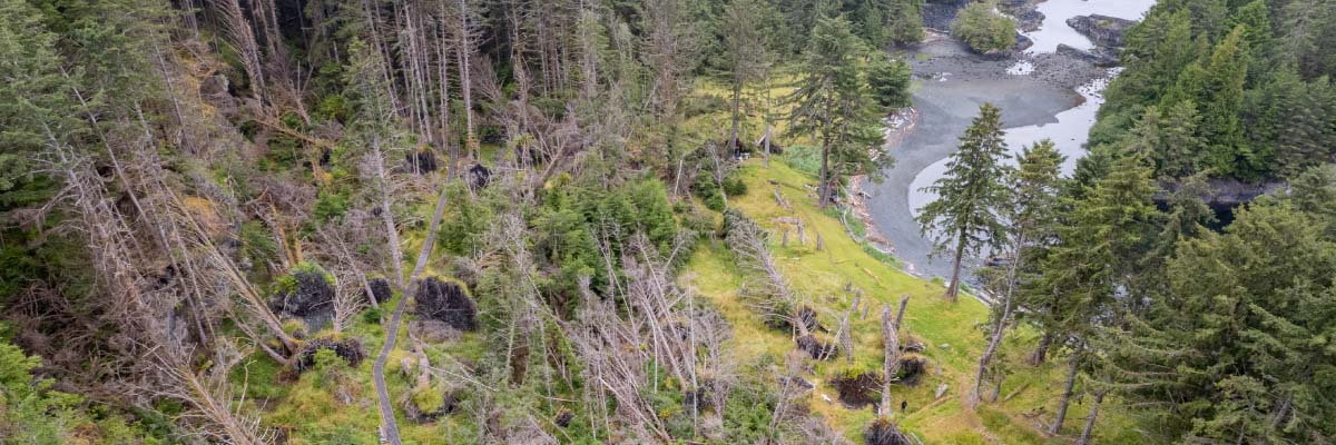 Many fallen trees, roots exposed, lie parallel to a small bay. They are surrounded by a tall forest and encircled by a wooden boardwalk.