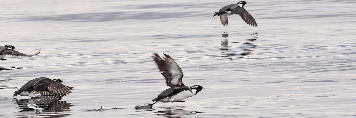 Four small, blue-grey, heavy bodied seabirds, with white undersides, lift off from the water, flying very closely to the surface.