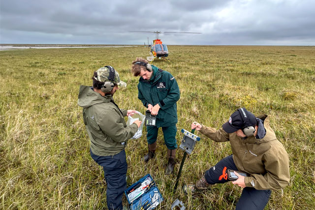 A field team of three people installs a wildlife camera on a metal post in a tundra landscape. A helicopter is visible in the background.