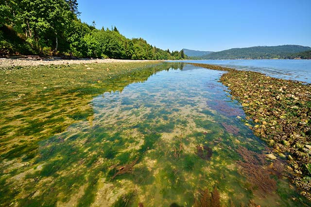 A long, shallow, tide pool, lush with seaweed, separated from the ocean by a low rock embankment. The shore is forested and the sky clear.