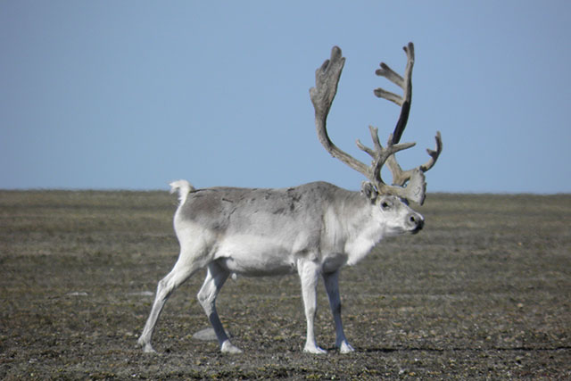 A lone caribou with large antlers stands on flat, barren tundra, with a clear blue sky in the background.