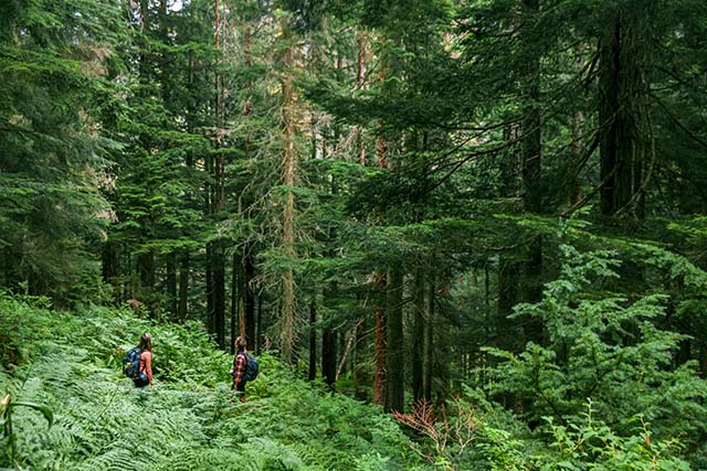 Two people with backpacks stand waist deep in ferns. They look up at a dense, towering forest of straight coniferous trees.