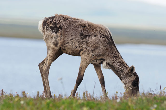 A scruffy caribou grazes on short grasses near a body of water. Across the water is the base of a mountain.