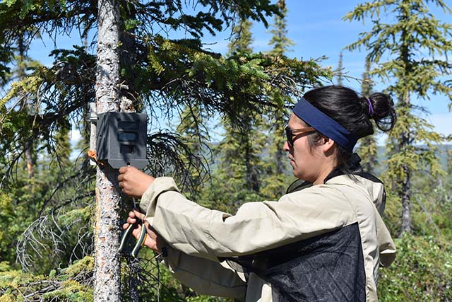 Amanda Frost in a bug jacket attaches a trail camera to a coniferous tree in a wooded area.
