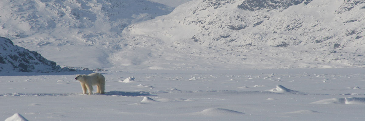 A white landscape of snow-covered mountains, descending to flat, snow-covered ice. A Polar Bear stands alert on the sea ice.