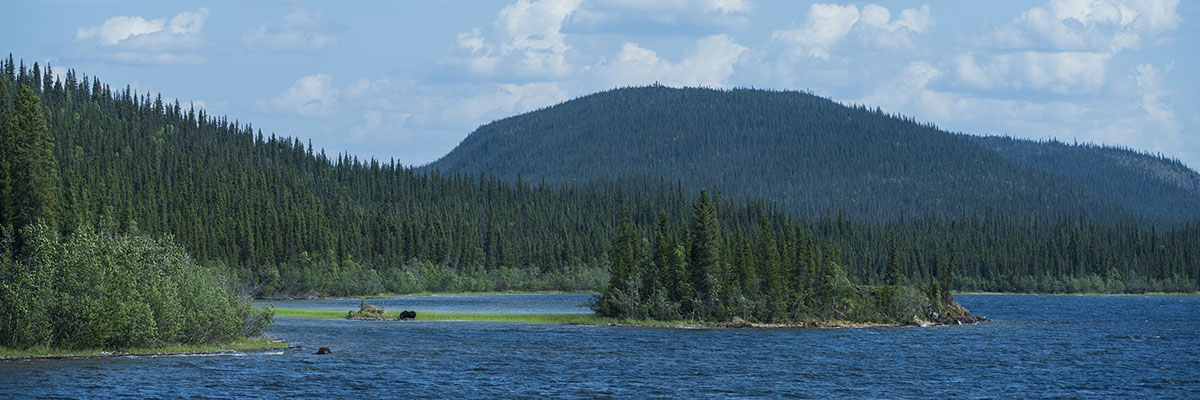 Under billowy clouds, a lake is surrounded by rolling hills and a dense coniferous forest. A muskox in the distance feeds on water plants.