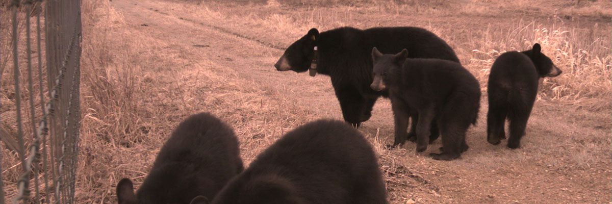 A black bear and her four cubs walk along a dirt road beside a forest. Two cubs investigate a fence that runs along beside the road.