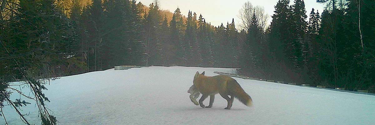 A red fox carrying a small animal in its mouth walks across a snow-covered road which cuts through dense forest.
