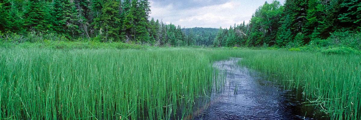 A narrow river winds through a lush wetland. Tall reeds and grasses line the riverbanks which are densely forested.