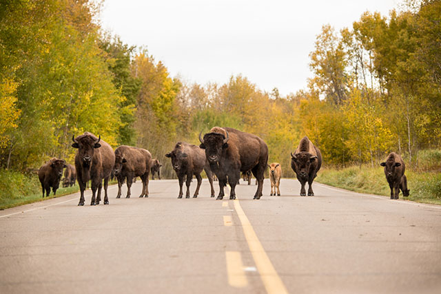 A group of bison, including adults and a calf, cross a paved road amidst a scenic landscape of autumn trees.