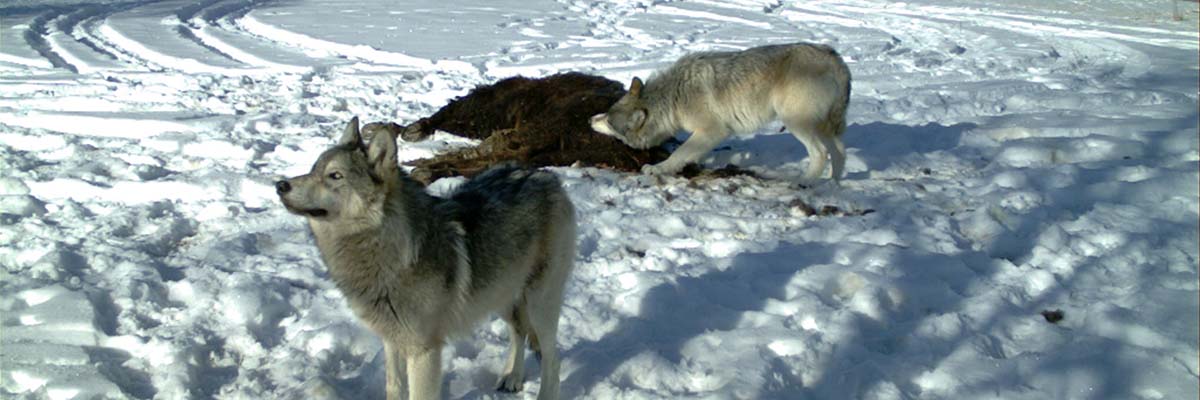 A wolf stands alert in a snowy field, while nearby another wolf eats from a partially consumed carcass.