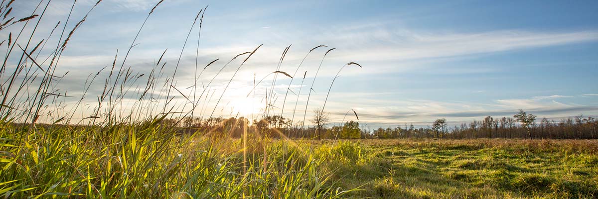 A field of tall grass at sunset, with a clear blue sky and sun rays shining through.