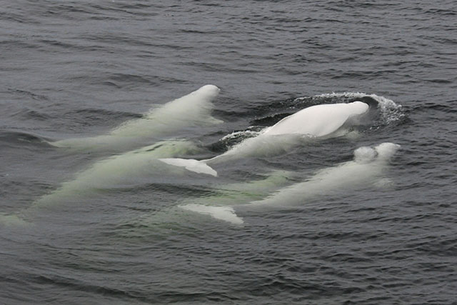 A group of five beluga whales swim closely together, near the surface, showing the full shape of their white bodies.