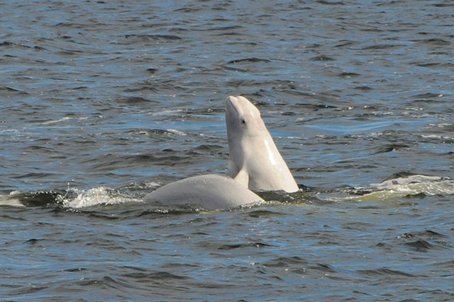 Two beluga whales swim side-by-side in rippled water. One raises its head above the surface while the curved back of the other surfaces.