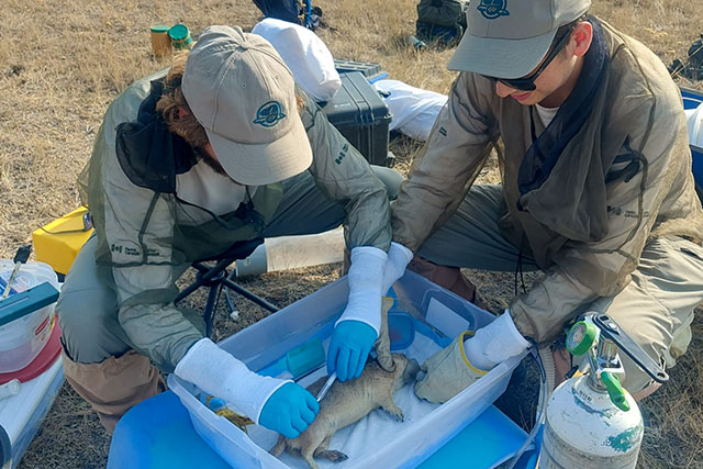 Under an umbrella on the grasslands, Lukas Peta and Cole Tomlinson gently work on a sedated prairie dog in a plastic container on a table.