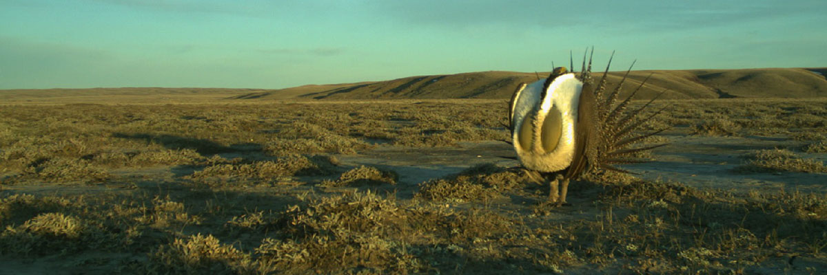 A large grouse stands on the grasslands, wings spread and tail feathers fanned, displaying his white breast and inflated yellow air sacs.