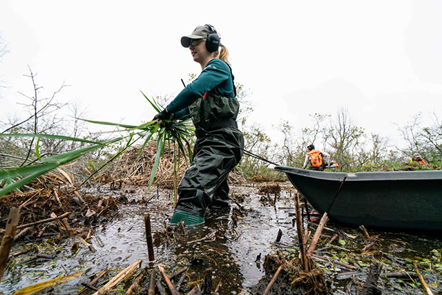 Tarra Degazio in chest waders handles invasive reeds while calf deep in a muddy wetland. There is a boat and team members behind her.
