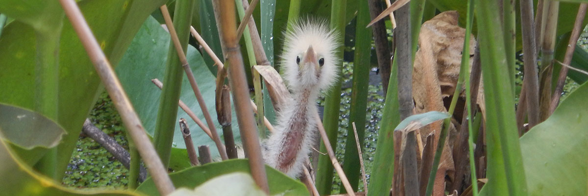 A close-up of a young heron chick hiding in the stems of a large-leafed plant. The chick has soft, downy feathers and large, round eyes.
