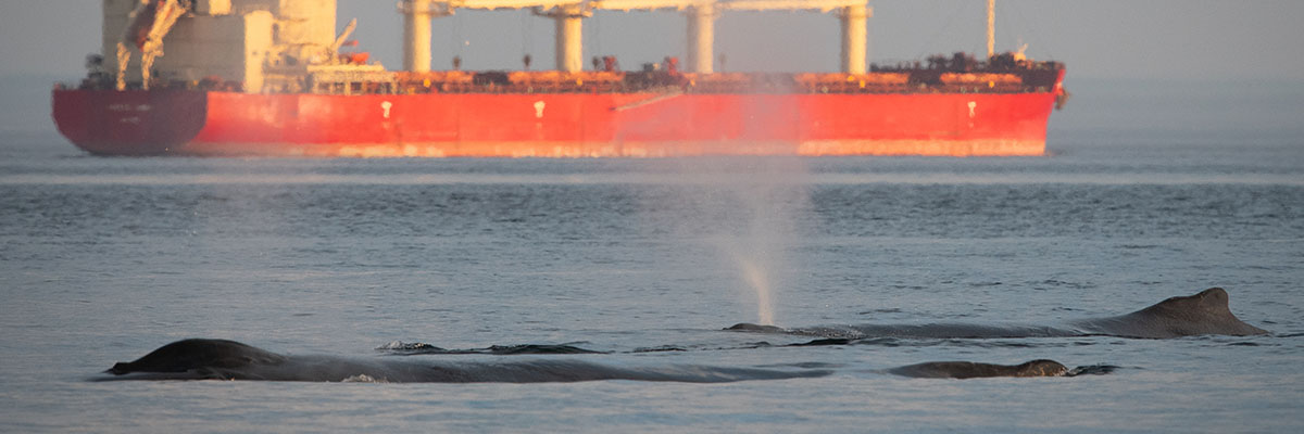 A pod of whales surface in the foreground, blowing water into the air. A very large industrial ship floats behind them in the near vicinity.