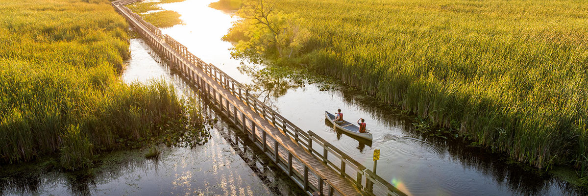 An aerial view of a wooden boardwalk through a vast wetland. Two people in a canoe paddle along a narrow channel between tall, golden reeds.