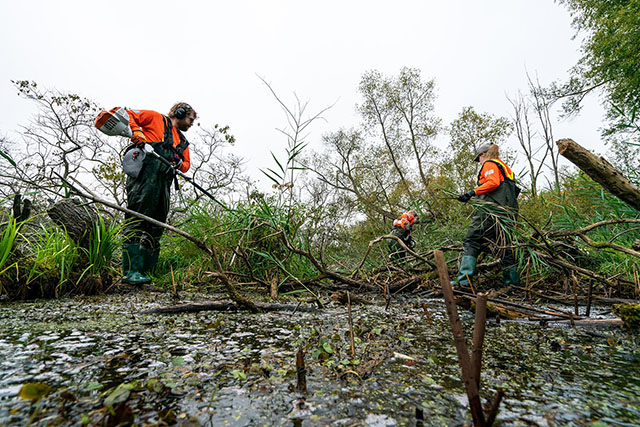 Three people in chest waders and hi-vis shirts, work removing invasive reeds in a wetland. Two cut down the reeds with a hedge trimmer.